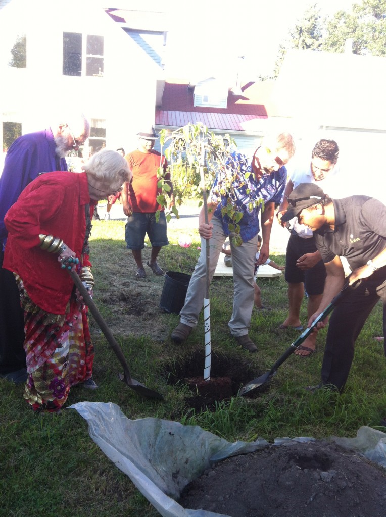 To mark this special occasion, a Mulberry Tree was planted in Fred and Bonnie's front yard. Everyone pitched in to help.