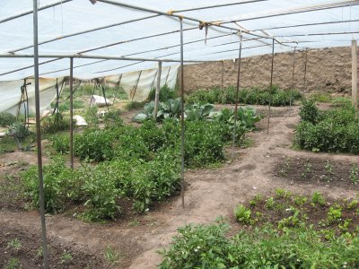 greenhouse in Tibet